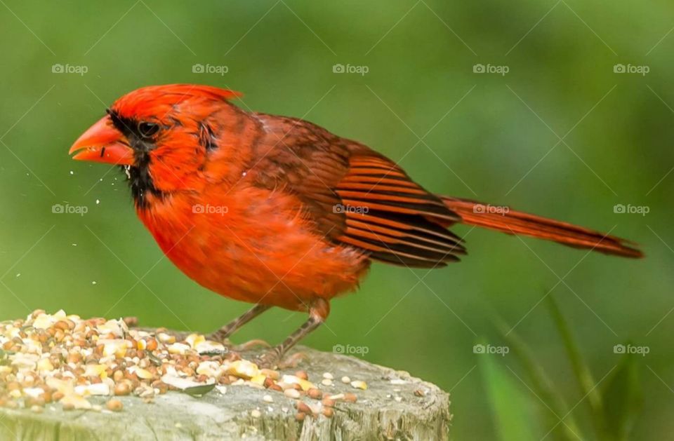 Cardinal bird