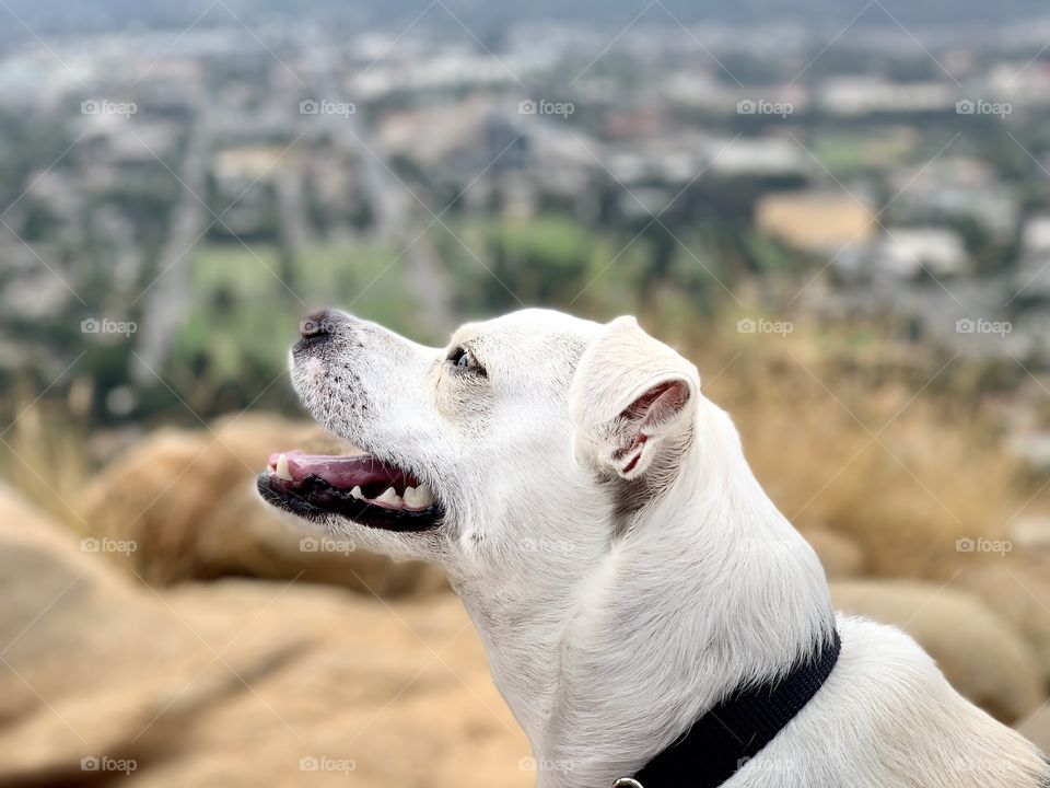 Portrait of dog at the top of a hill. 
