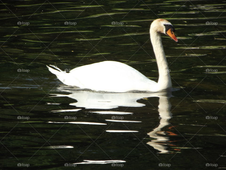 Geaceful Swan