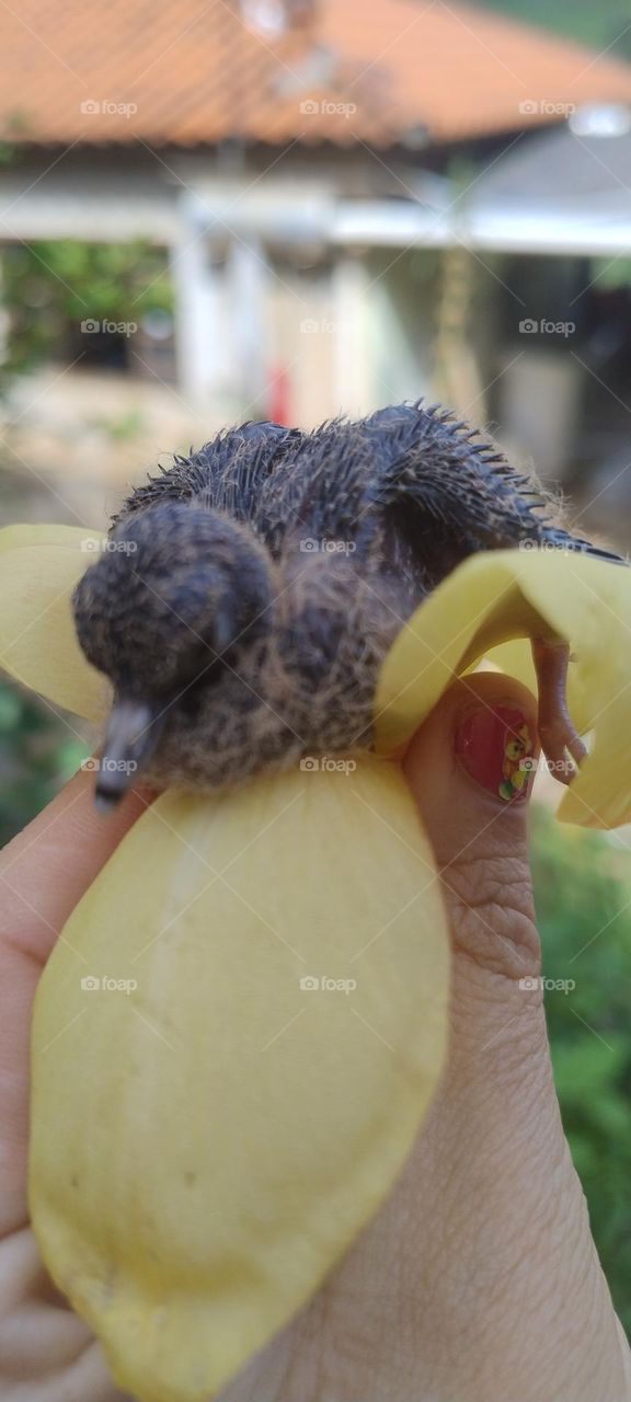 little bird in the colorful nest