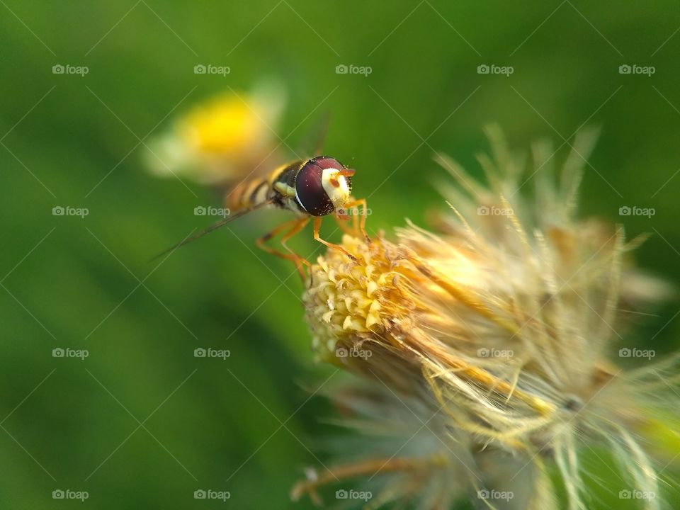 hoverfly nectar breakfast