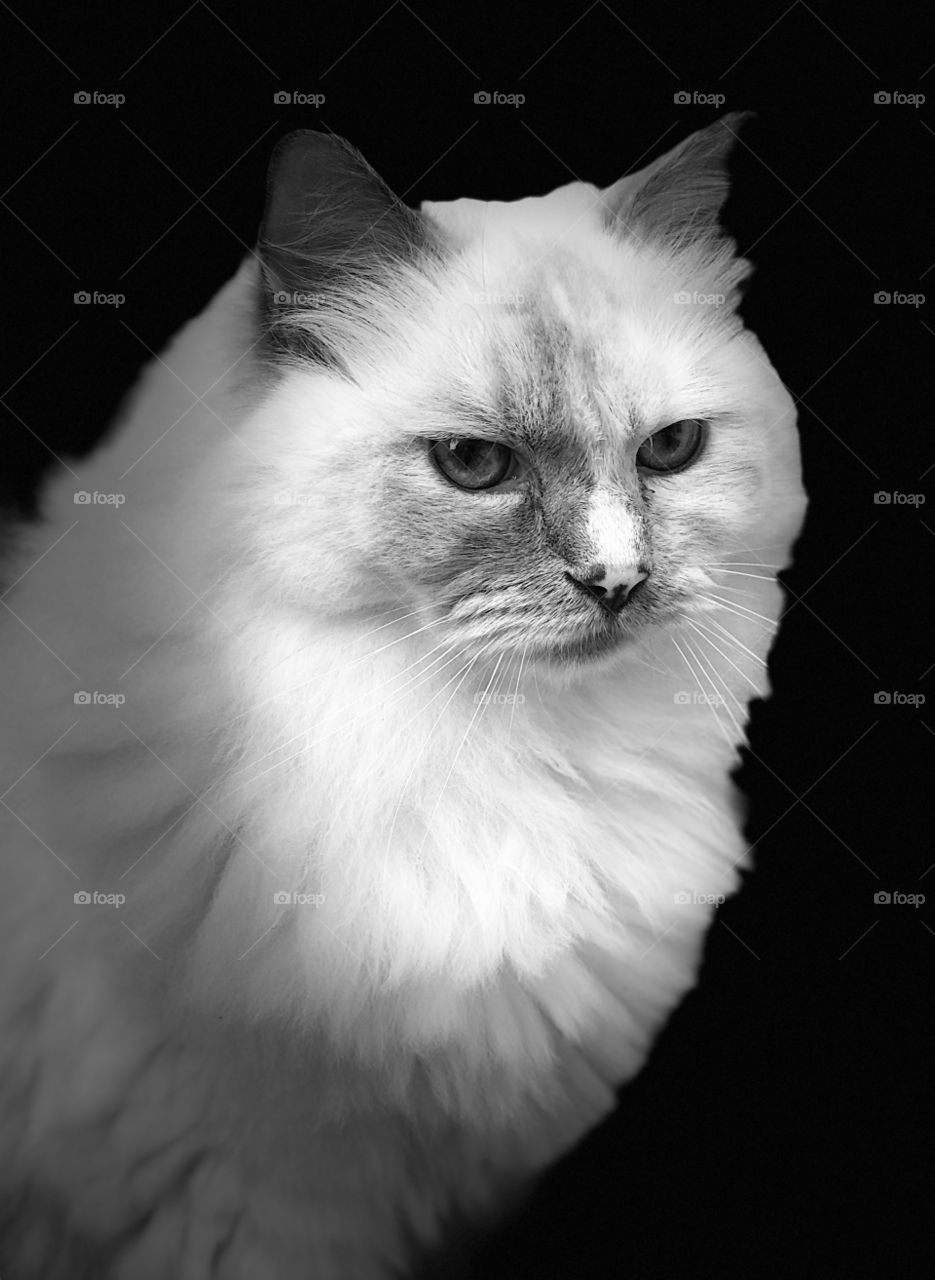 Ragdoll Cat