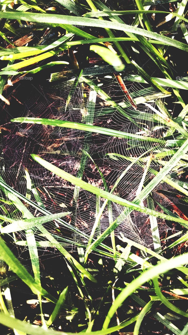 morning spider web