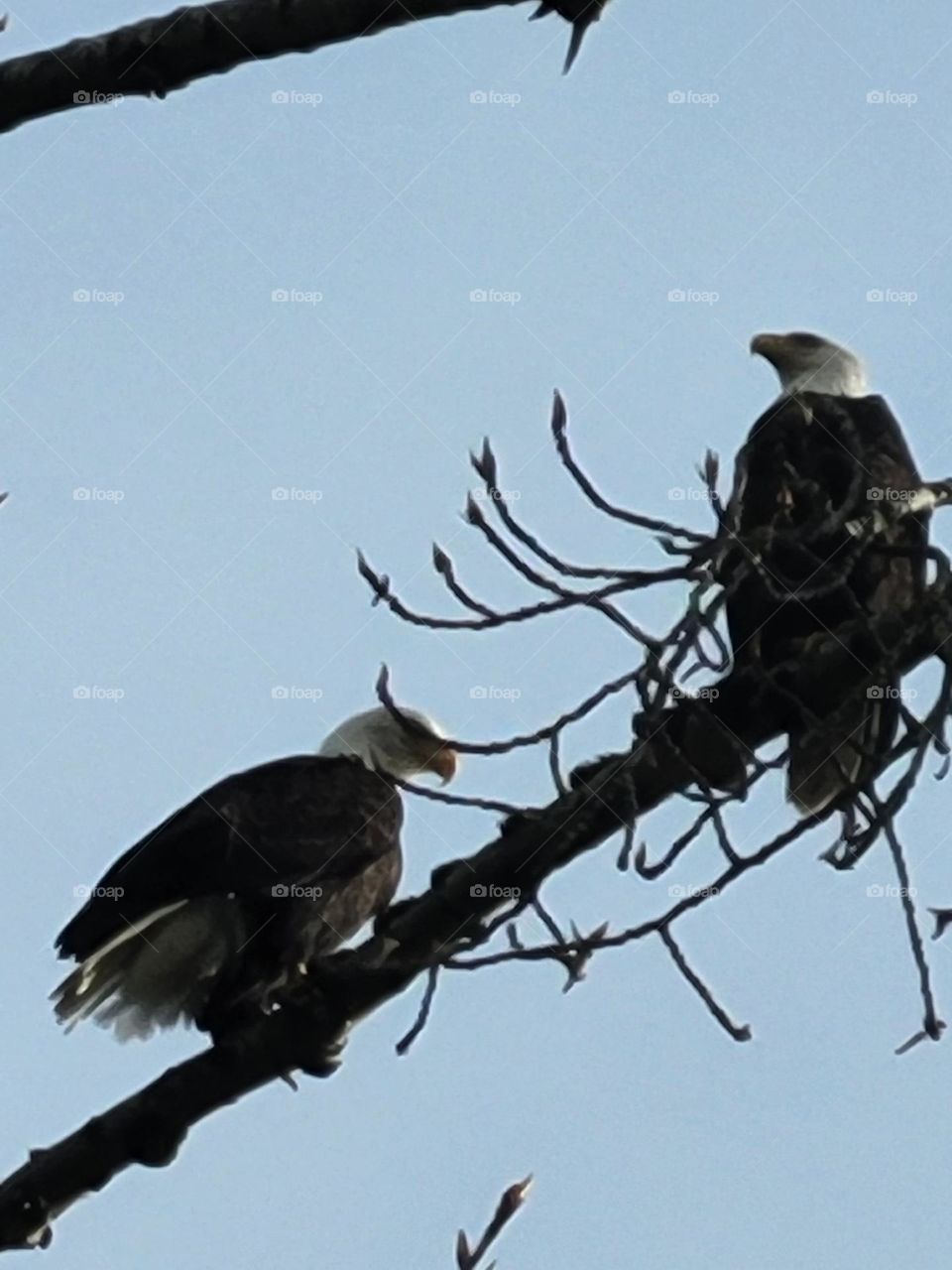 Bald eagles in a tree