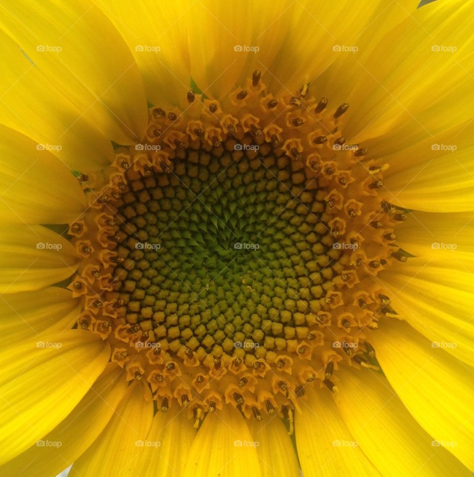 Center of the sunflower