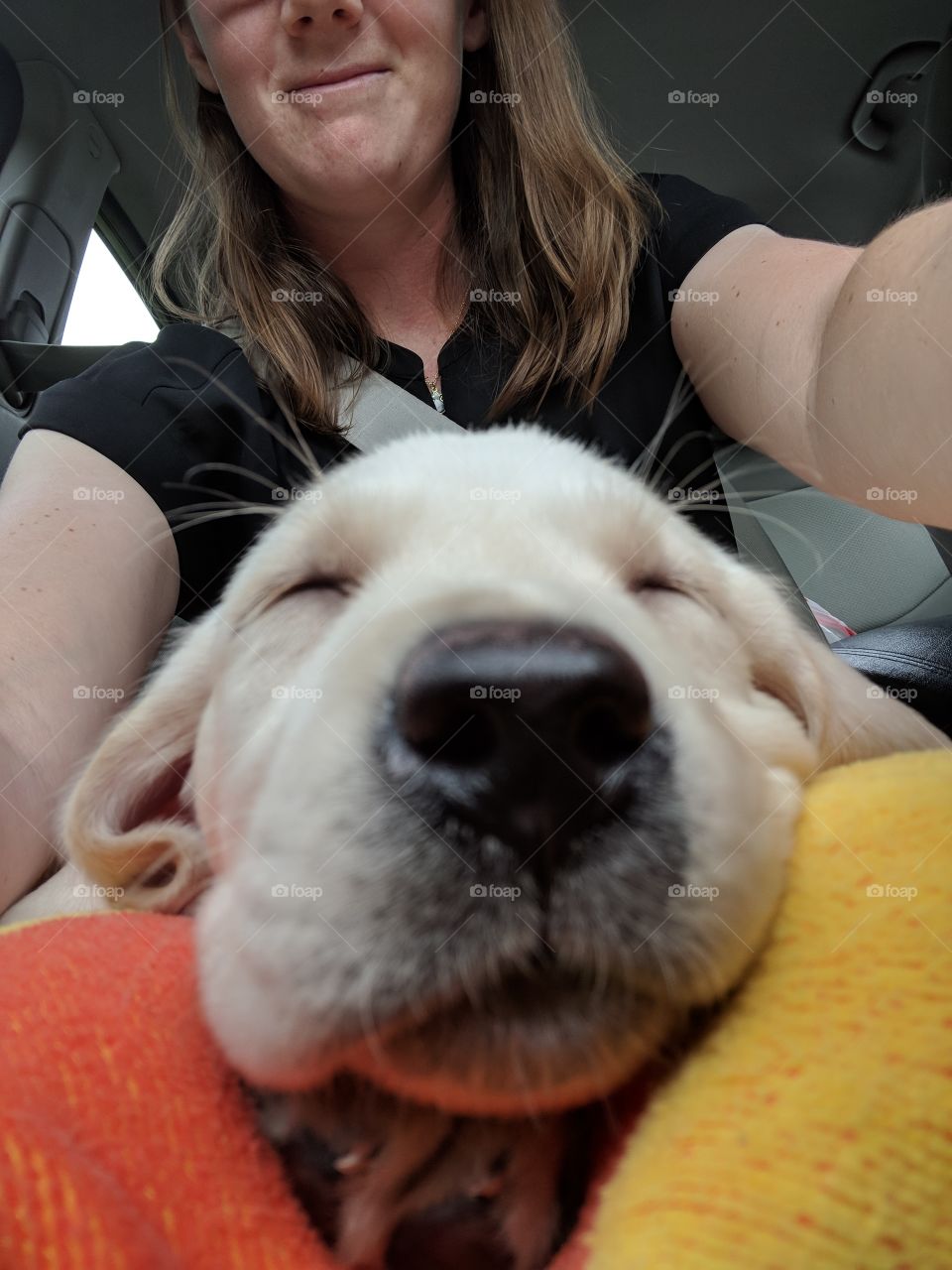 8 week old yellow lab puppy snoozing in the car