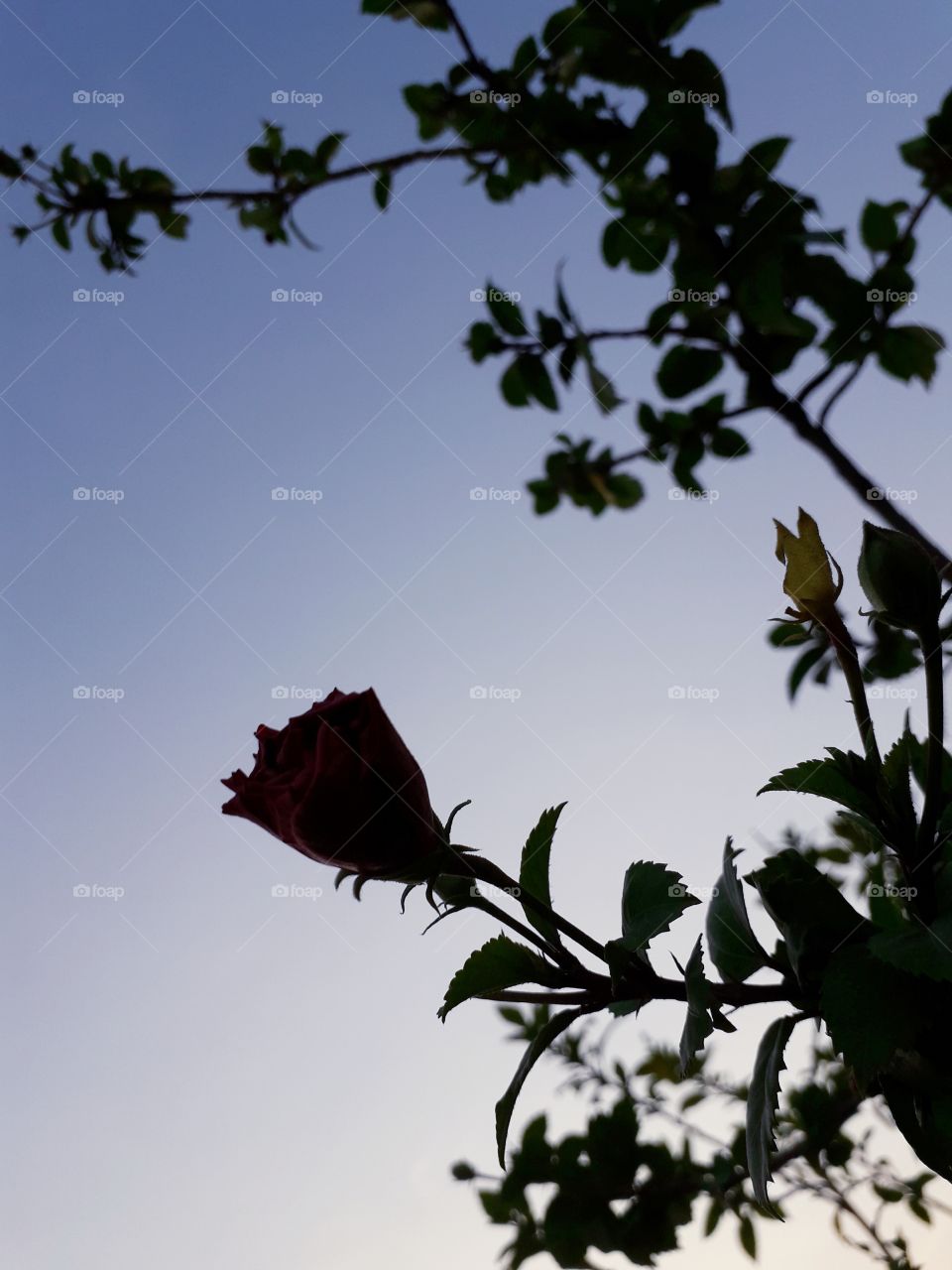 dark image of flowers