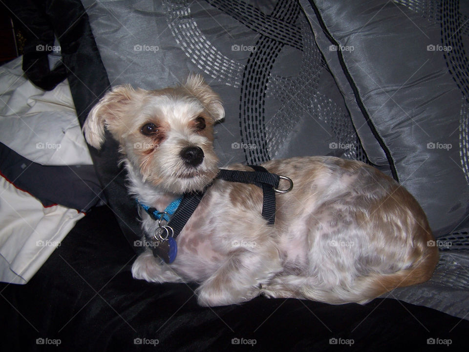 dog animal bed wisconsin by ashley77