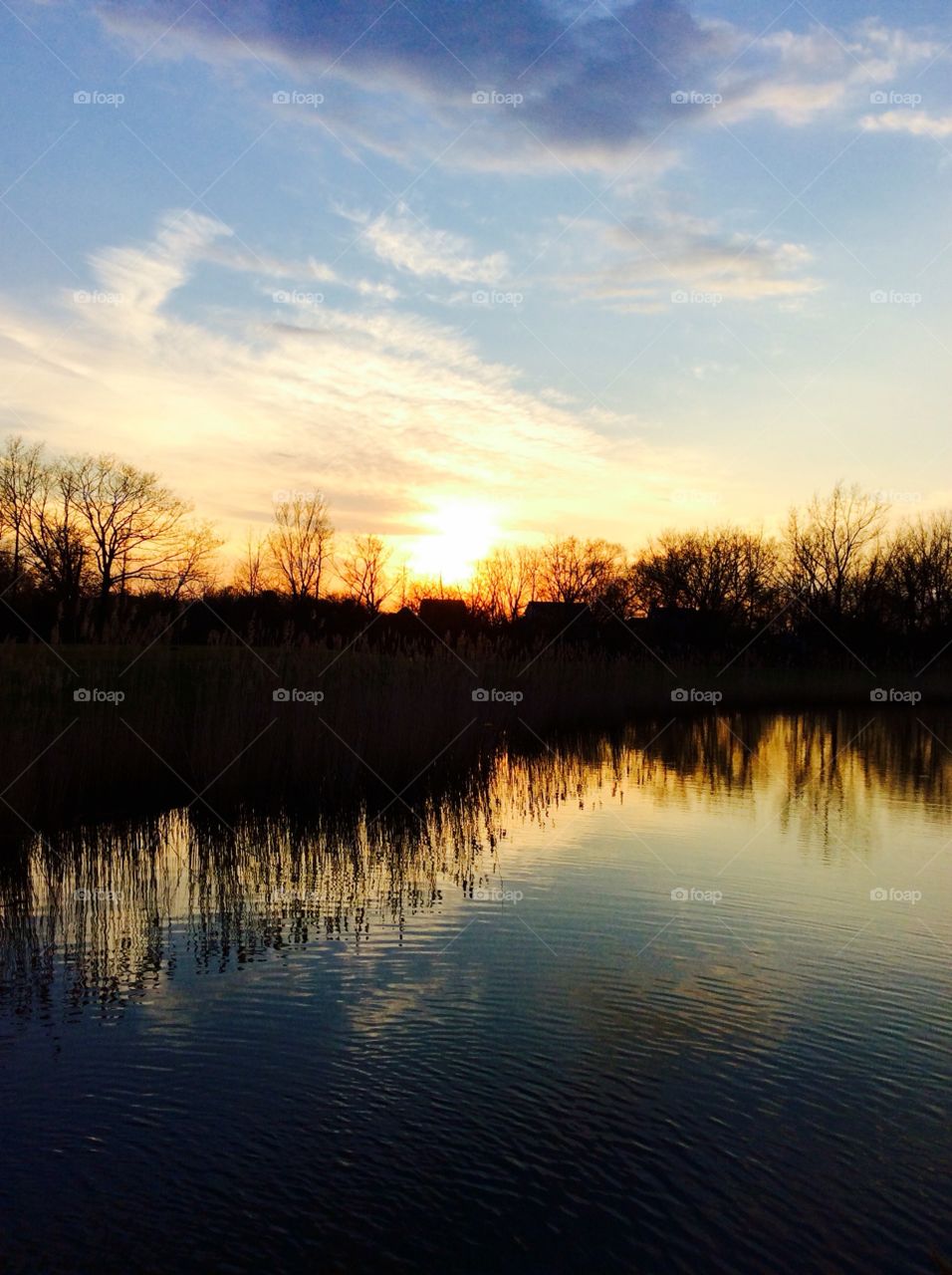 Silhouette of trees reflecting on lake
