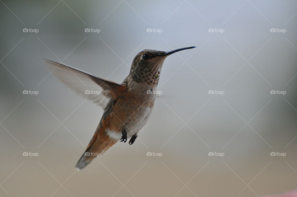 Hovering hummingbird