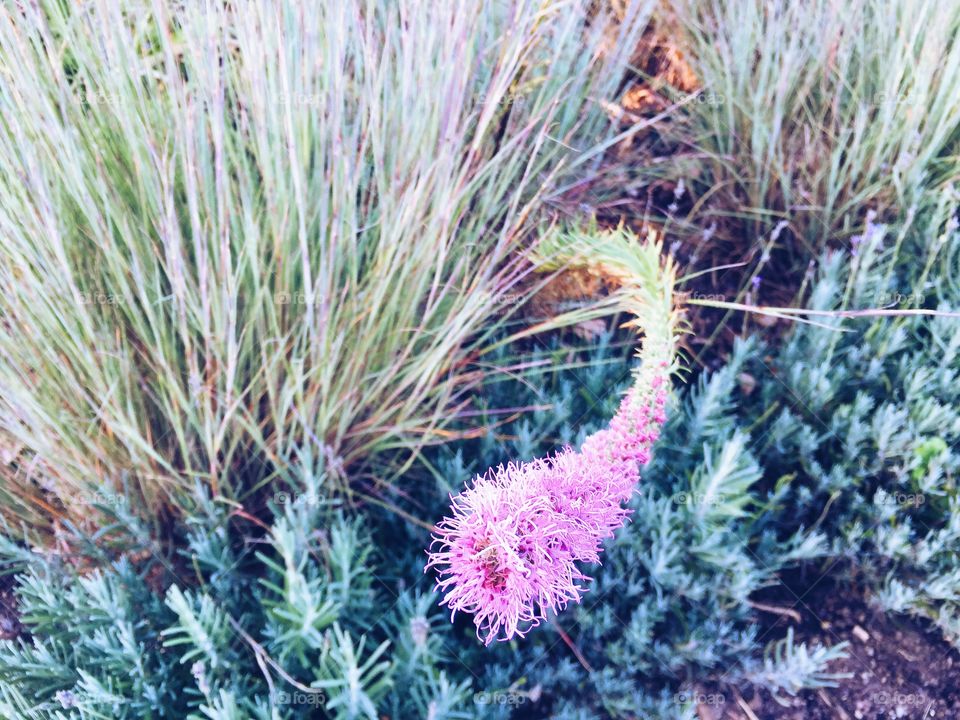 Pink funny plant