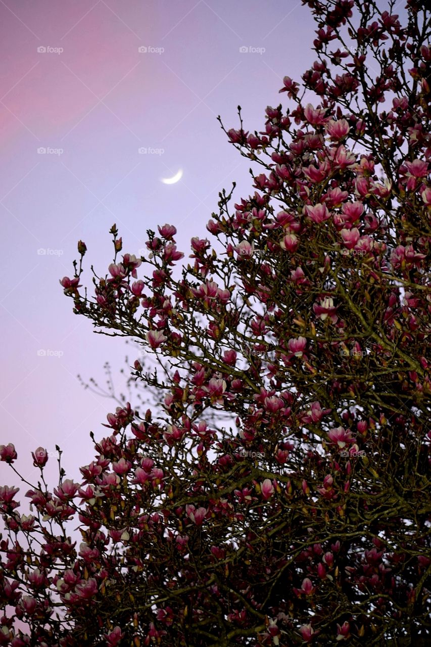 beautiful purple sunset with moon and cherry blossom