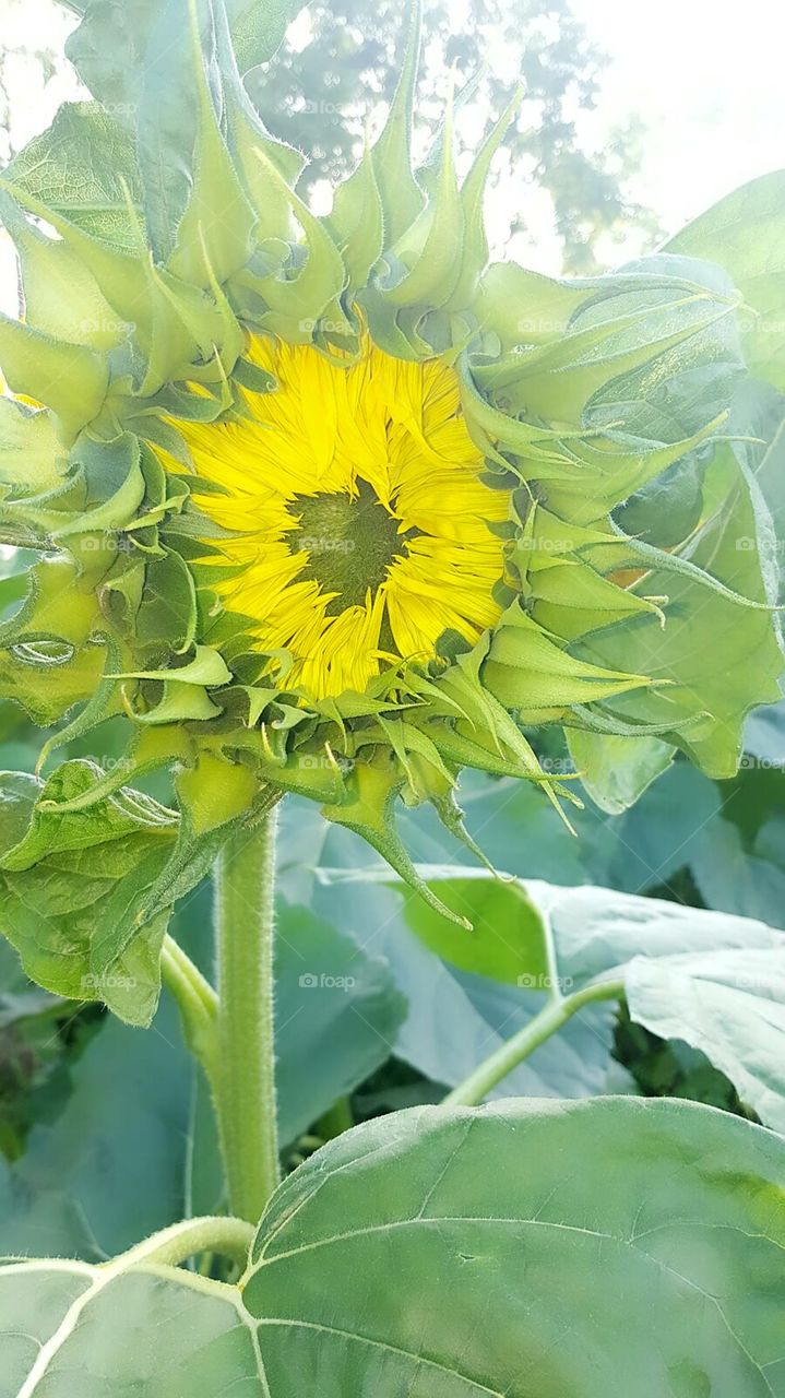 Baby Sonnenblumen
