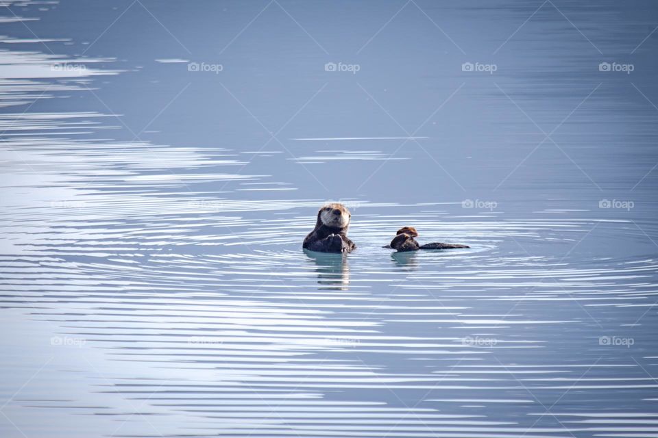 Lone sea otter in the ocean 