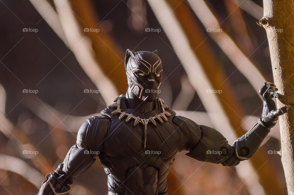 Black Panther in the woods