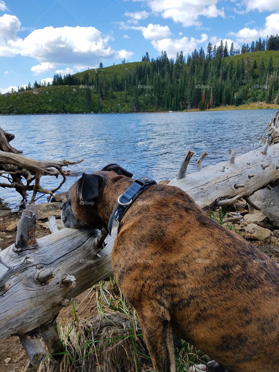 Thor staring off up in the Sierras