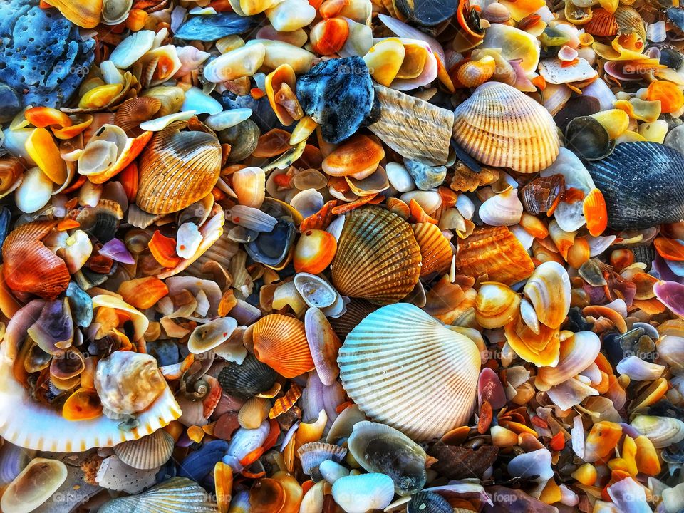 Hundreds of colorful seashells—taken in St. Augustine, Florida 
