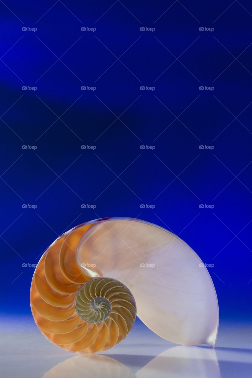 Nautilus on Blue background