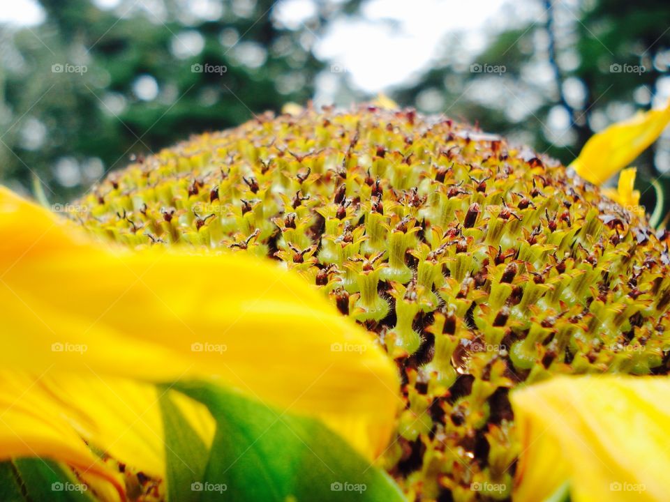 Sunflower center going to seed. This is what birds flock around & put on quite a show pecking out & eating the seeds.