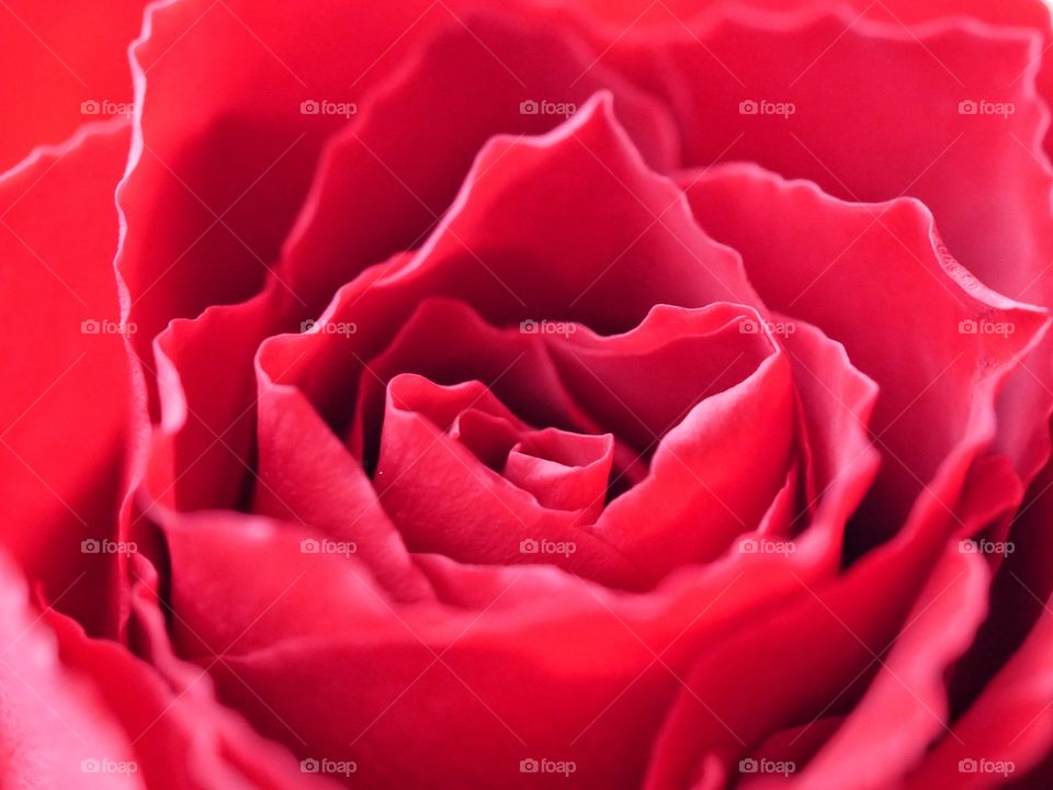 Extreme close up of rose