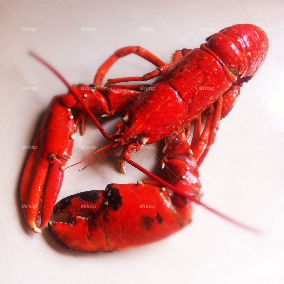 Cooked lobster