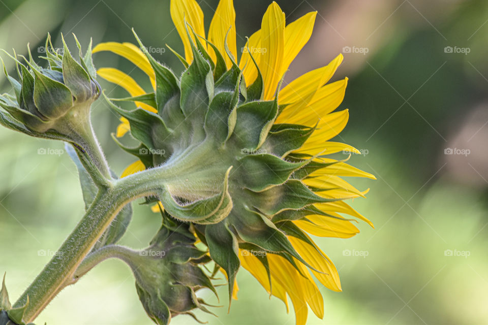 Girassol/Sunflower.