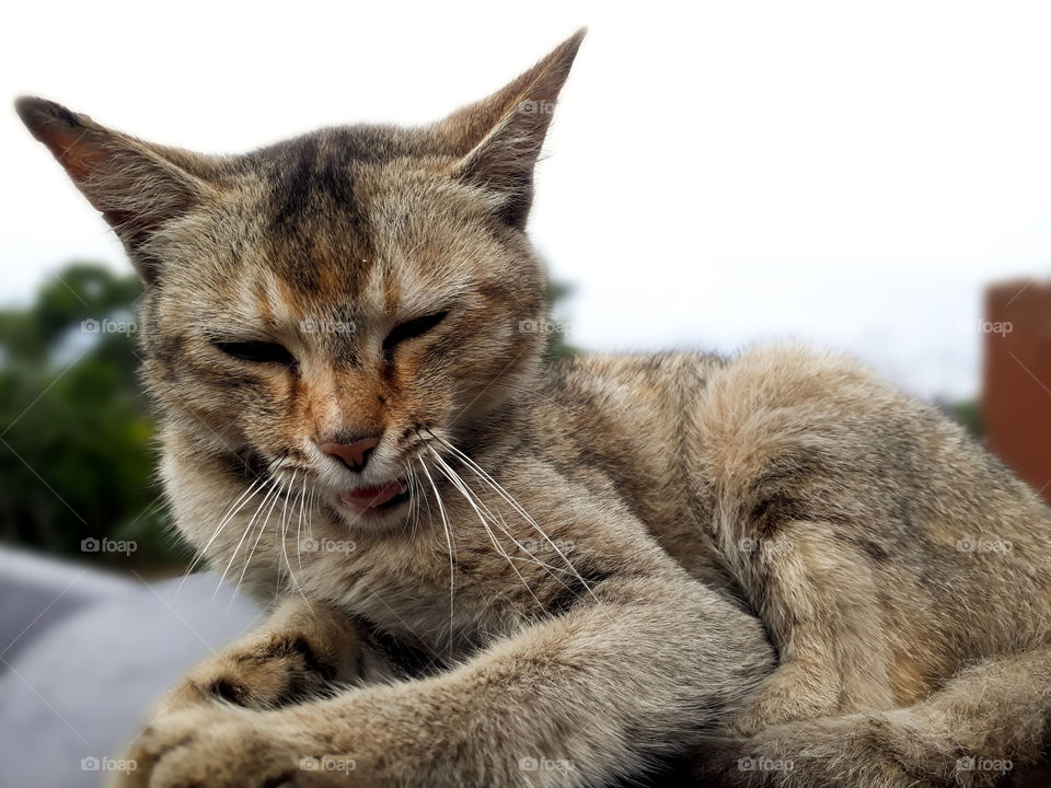 Capturing the natural behaviour of a cat. Leave me alone message in facial gesture.