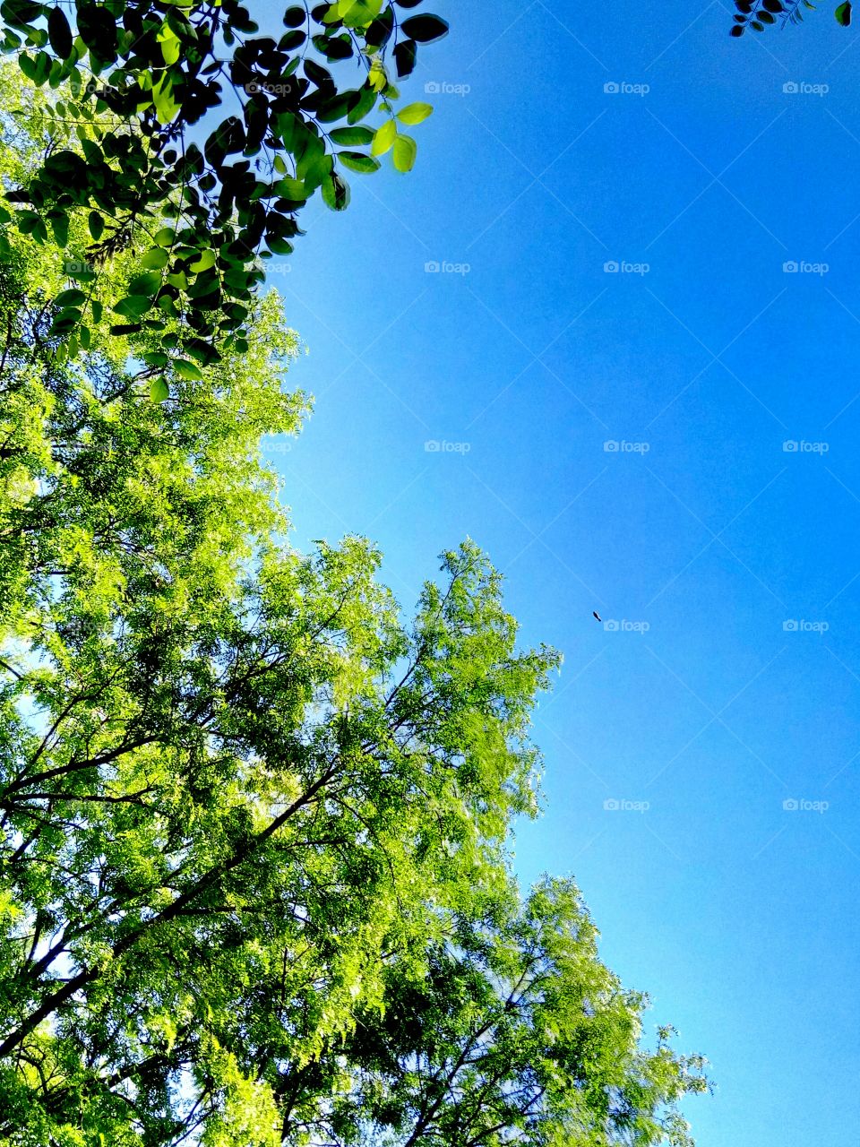 Leaf, Nature, Tree, Summer, No Person