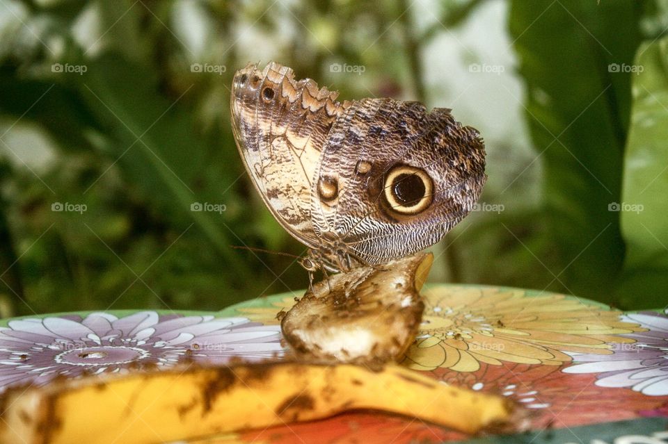 An owl butterfly snacking on some fruit