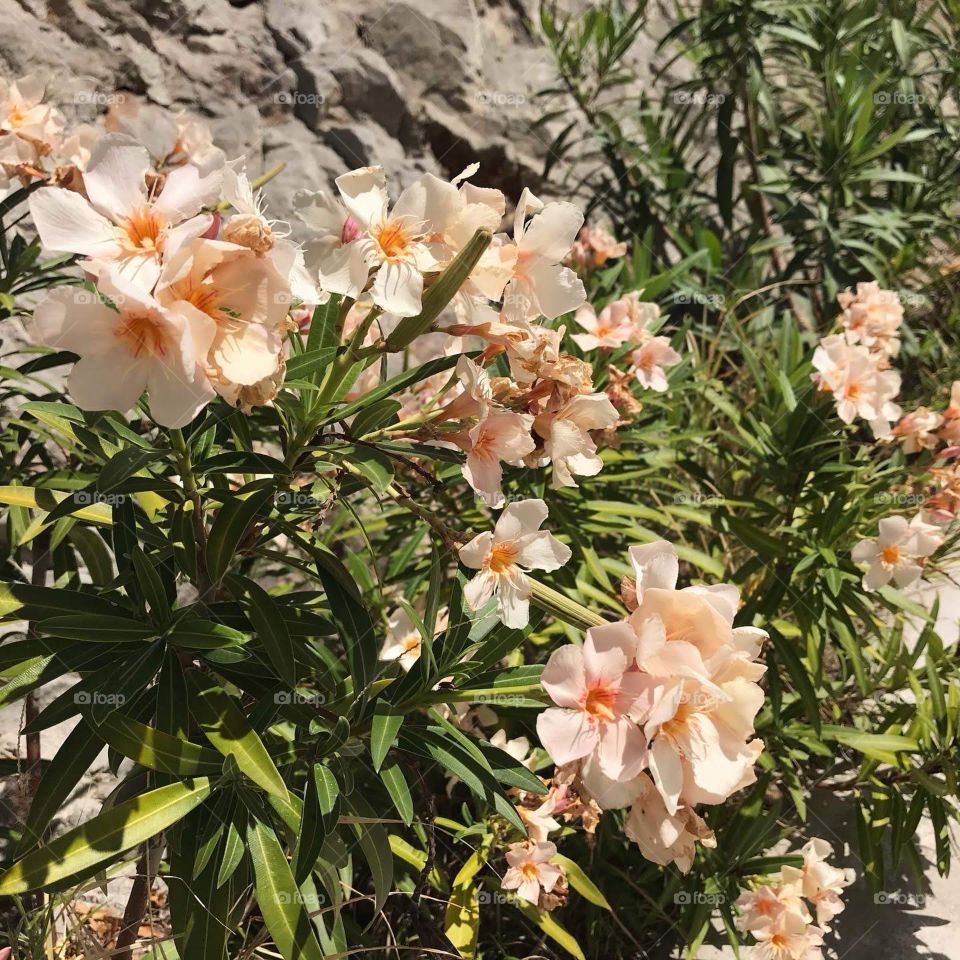 Cabo San Lucas flower 