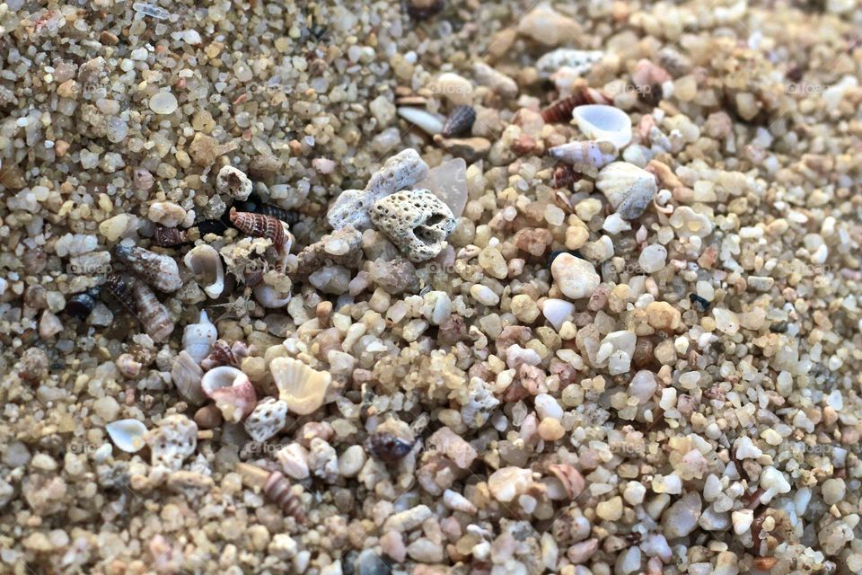 Sand beach shells