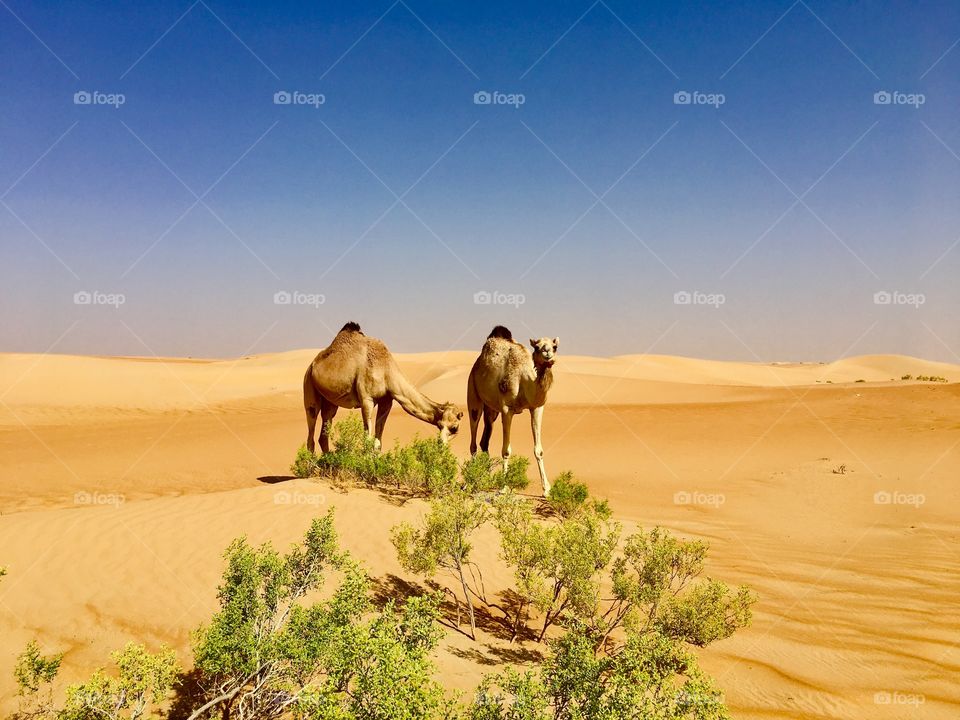 Camels and desert life, reddish sand dunes and camels walking around, eating desert plants