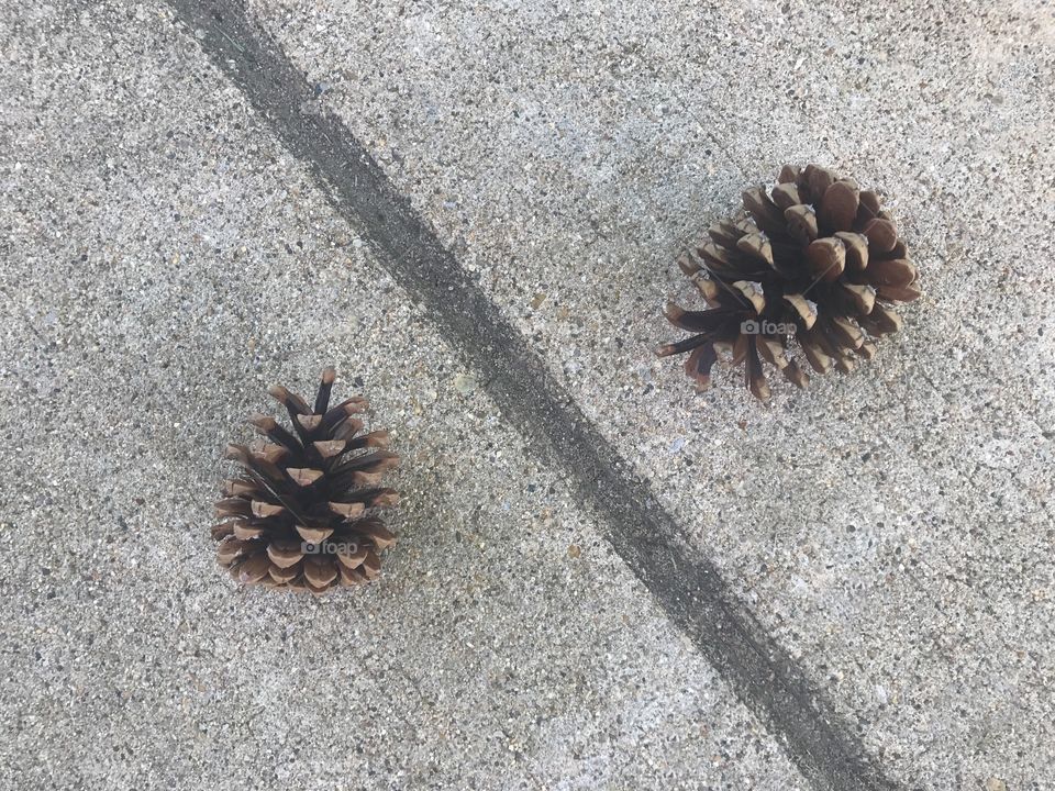 Two pine cones divided - Even Numbers Mission