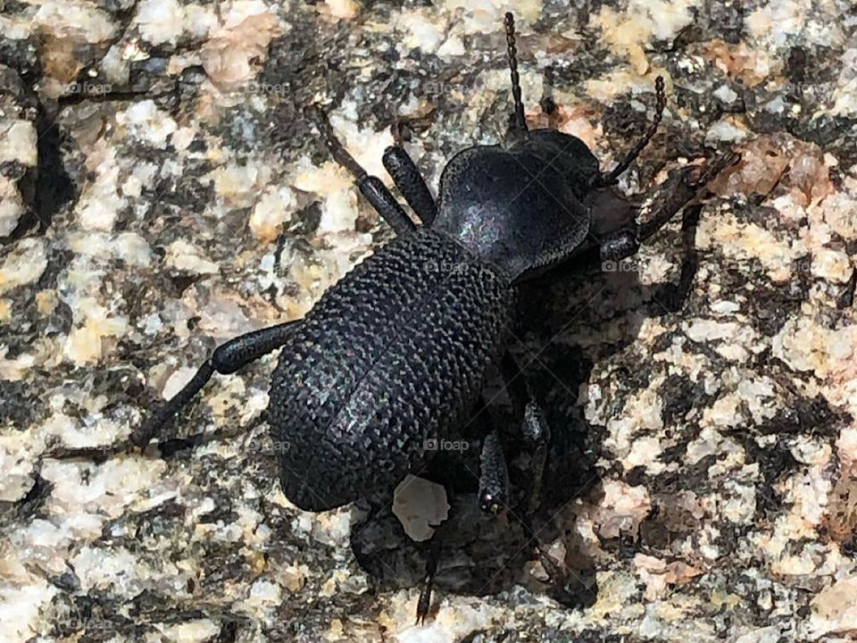 Cryptoglossa Muricata beetle in California 