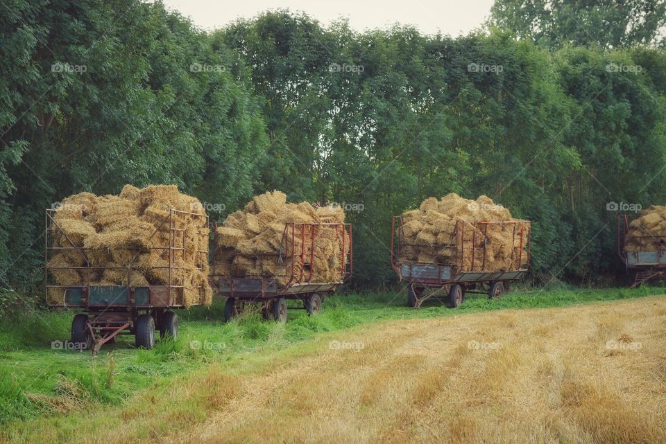 Harvest time