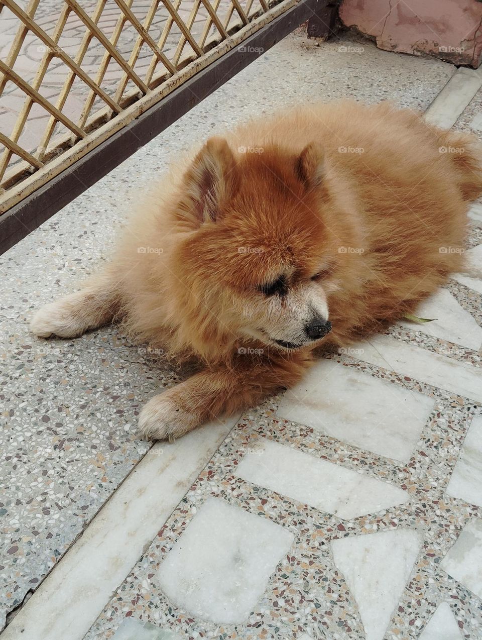 pet animal, brown colour doggy brown hair small eyes small tongue looks very beautiful