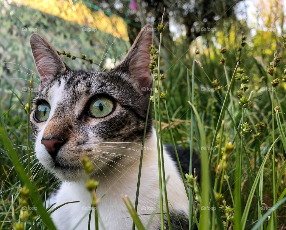 Domestic cat, looking alert or startled in the garden