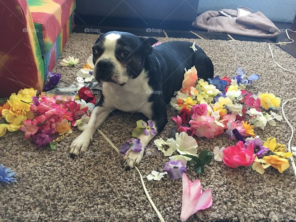 A majestic beast in a bed of flowers 