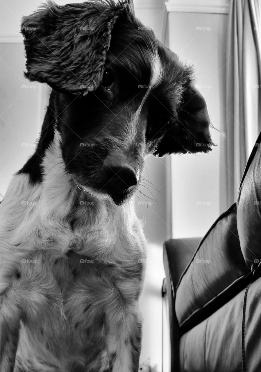 Headley in black and white, pretending he is in a calendar