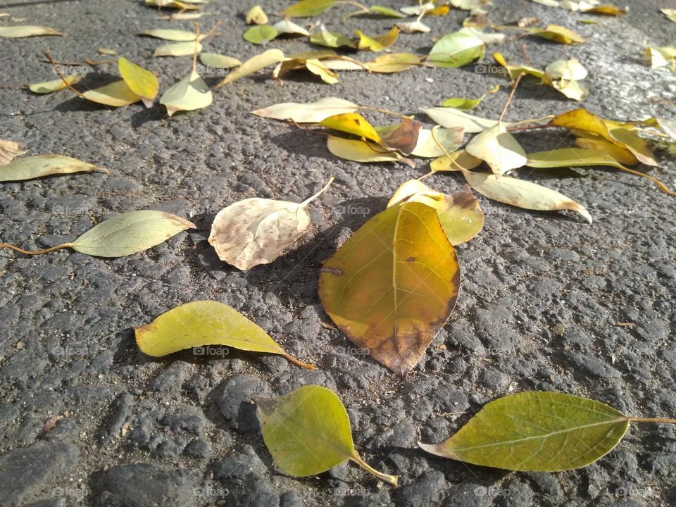 Yellow leaves