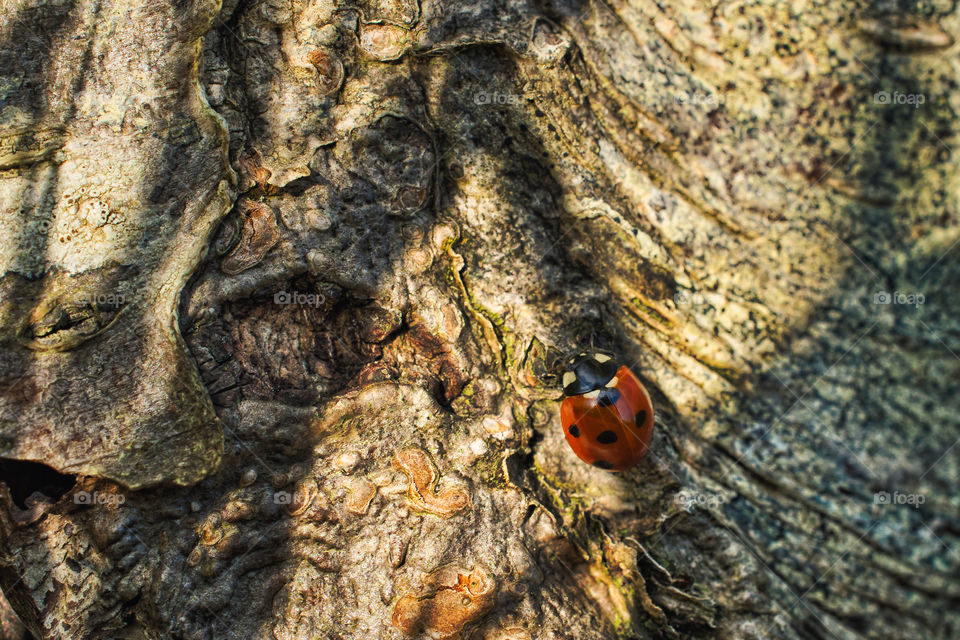 Ladybug on a tree