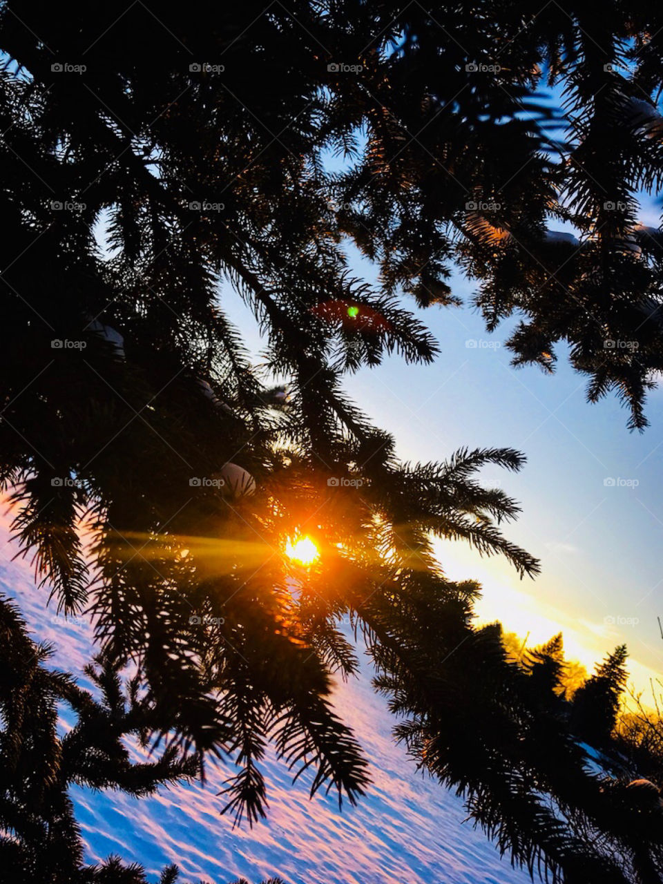 View of a winter sunset in between the branches of an evergreen tree—taken in Dyer, Indiana 