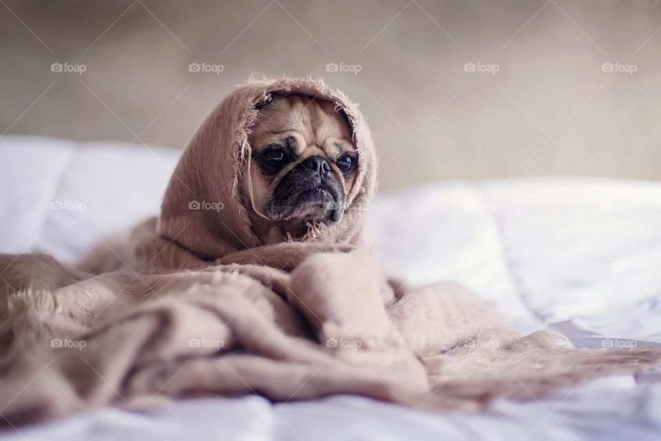 Dog kept warm wrapped in a blanket.