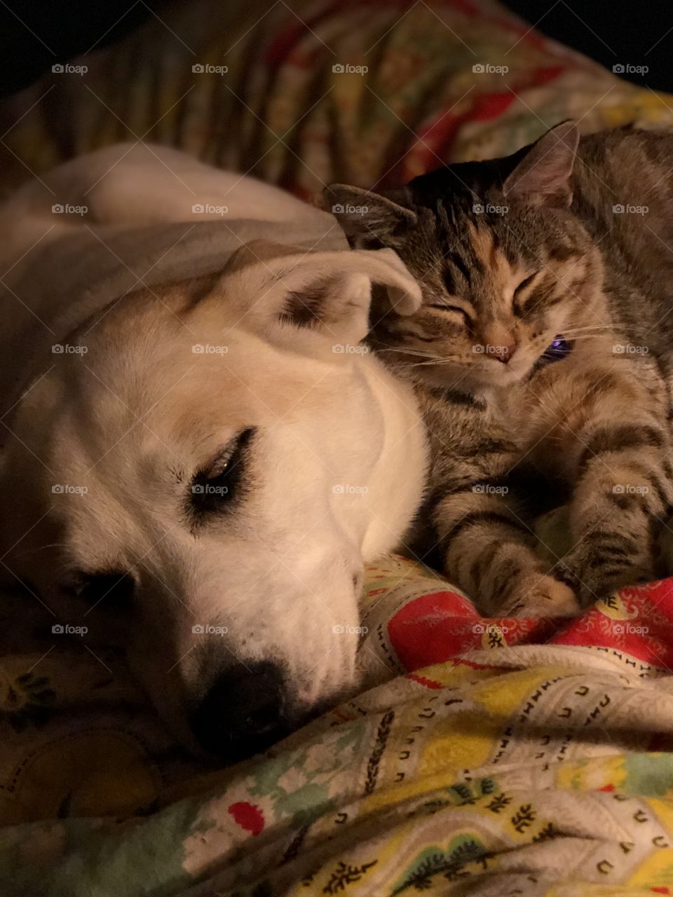 Dog and cat snuggling in bed