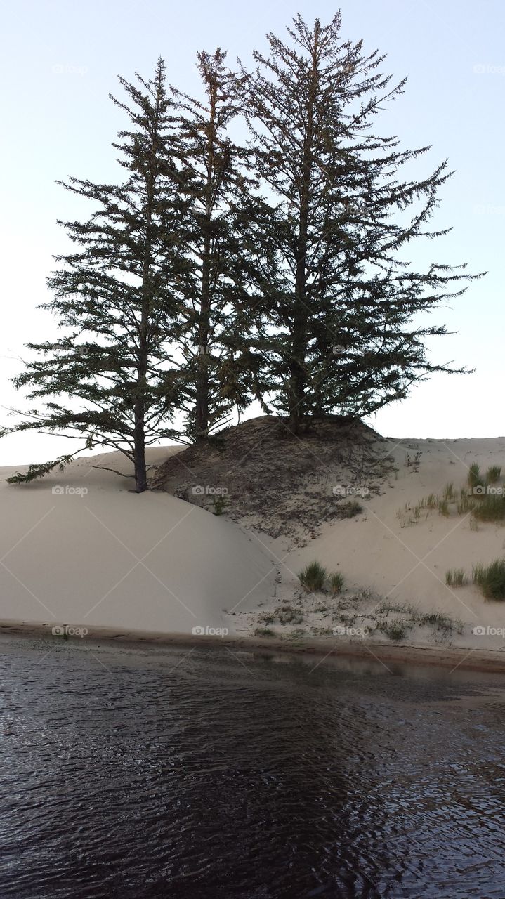 Trees on the Dunes 