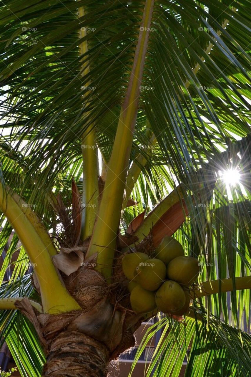 Coconut tree