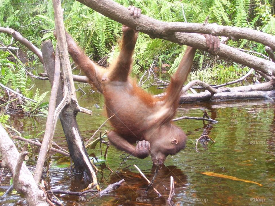 litte ape drink warter in the river