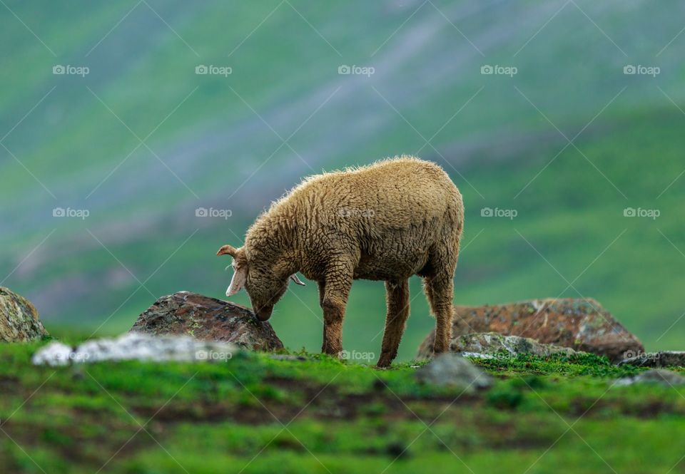 sheep on the green mountains of Kashmir