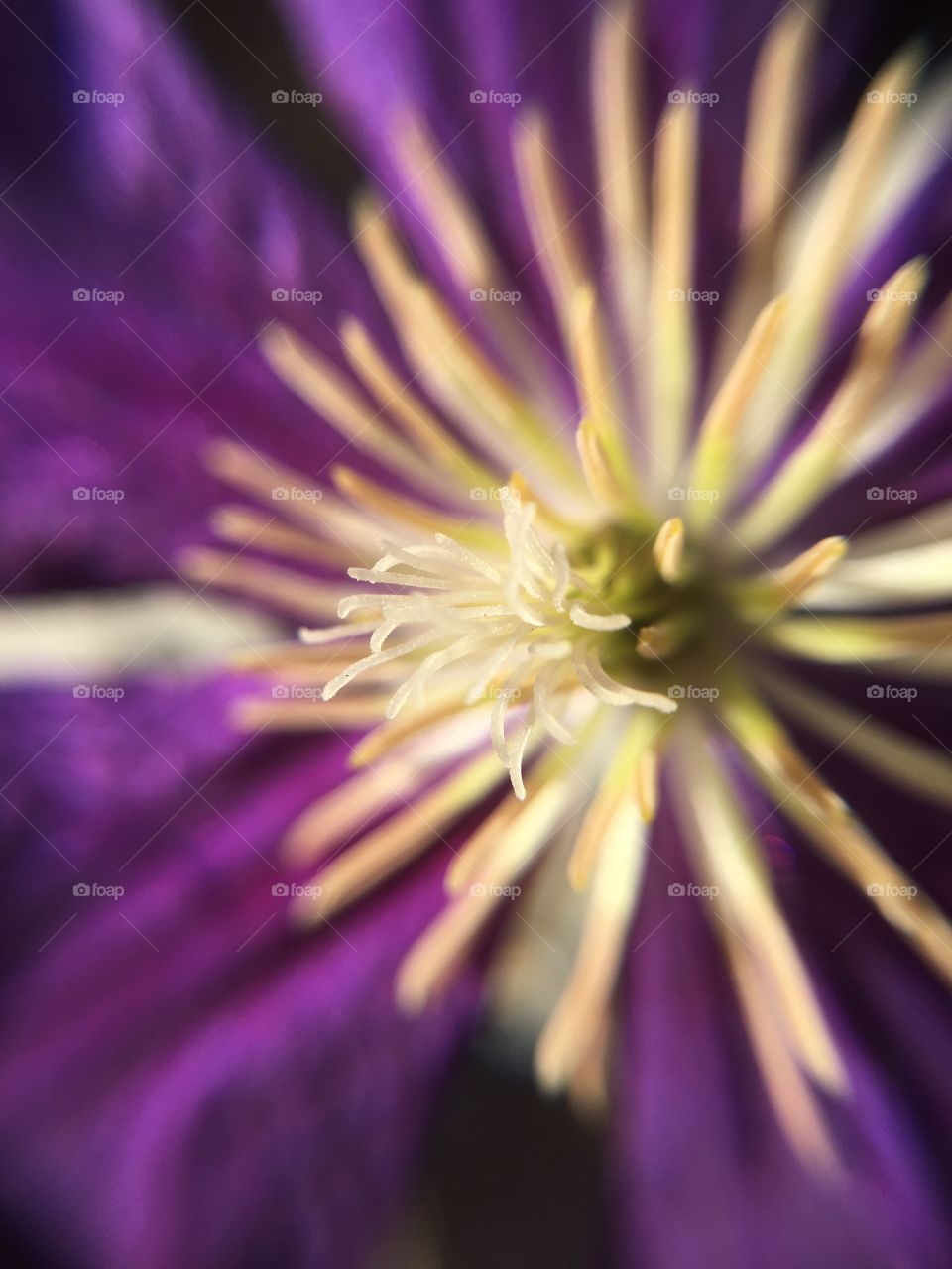 Clematis closeup