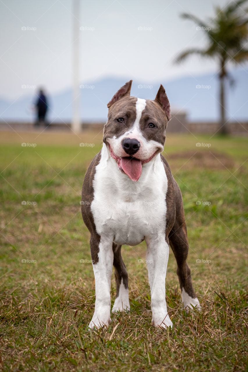 Dog waiting for the owner to play frisbee